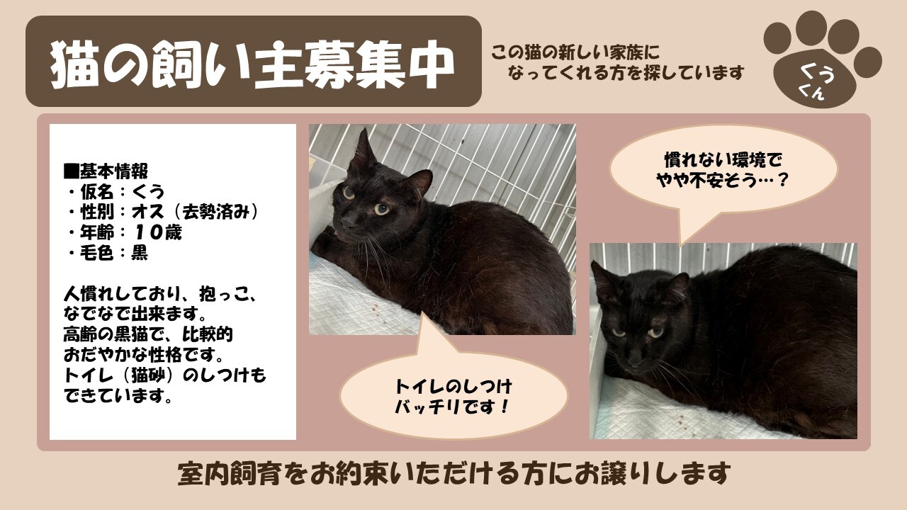 岩内猫 くう
