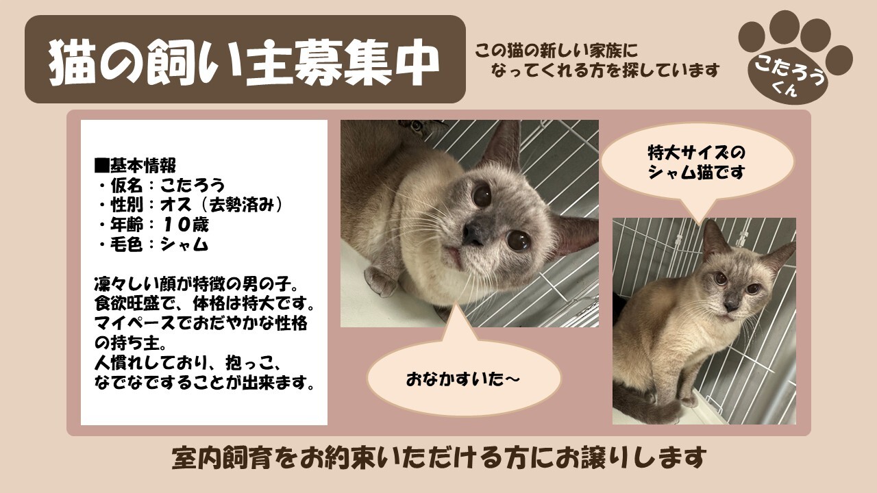 岩内猫 こたろう