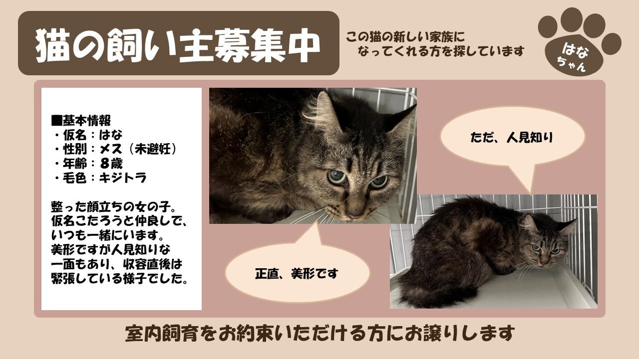 岩内猫 はな