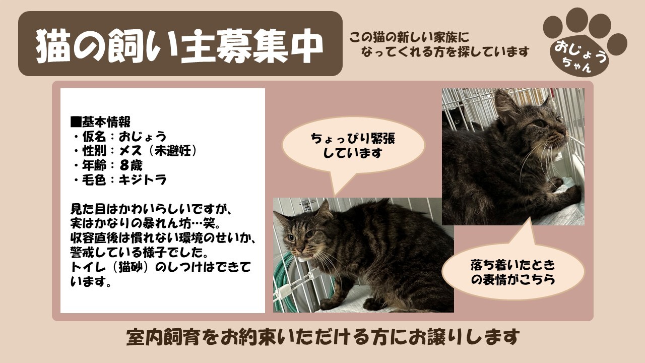 岩内猫 おじょう