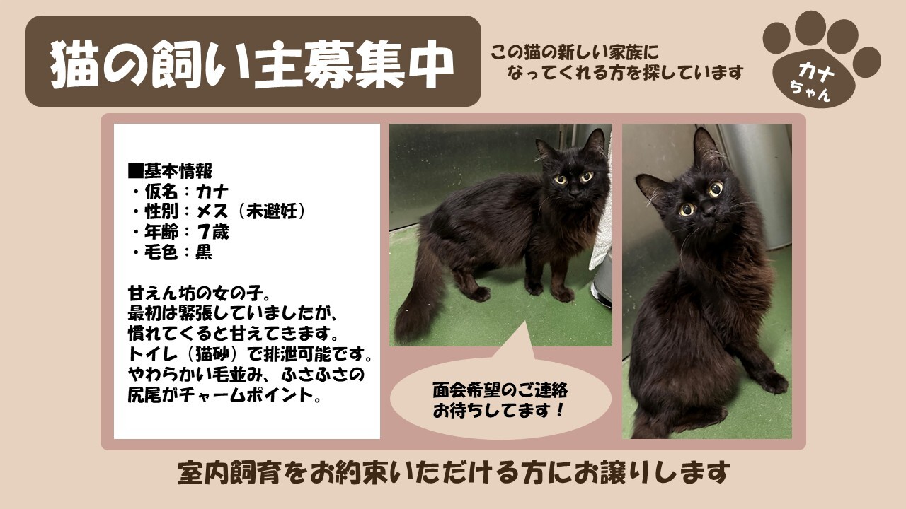 岩内猫 カナ