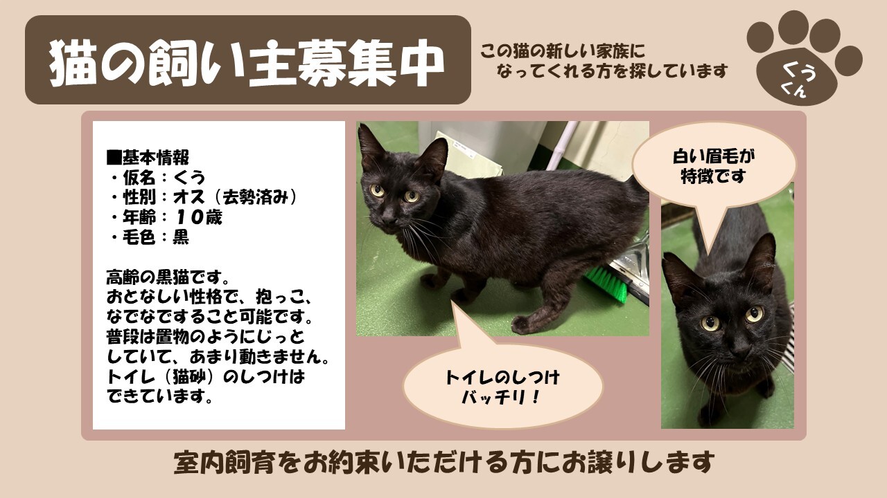 岩内猫 くう