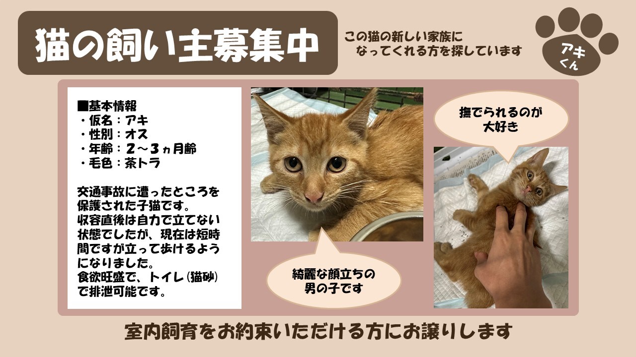 倶知安猫 アキ