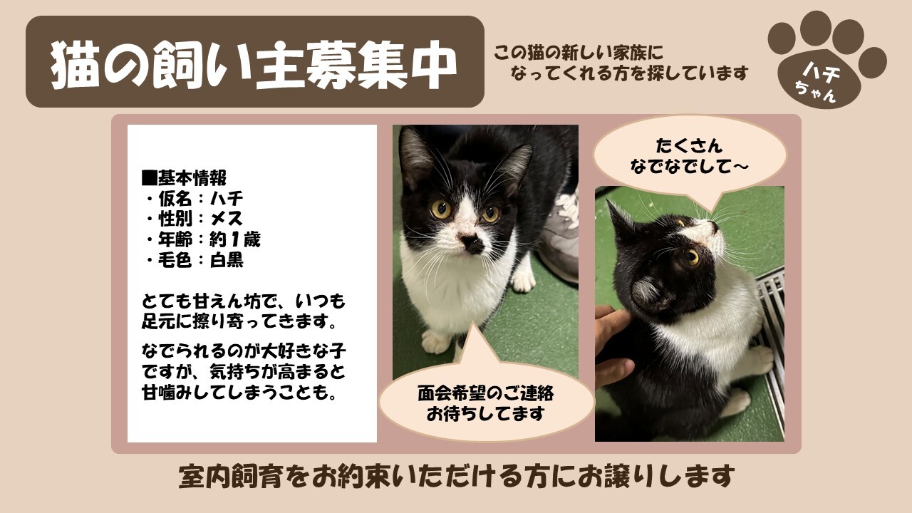 倶知安猫 ハチ