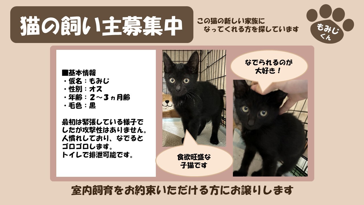 倶知安猫 もみじ (JPG 146KB)