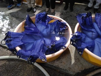 酒米浸漬時の様子