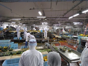 かぼちゃの加工行程