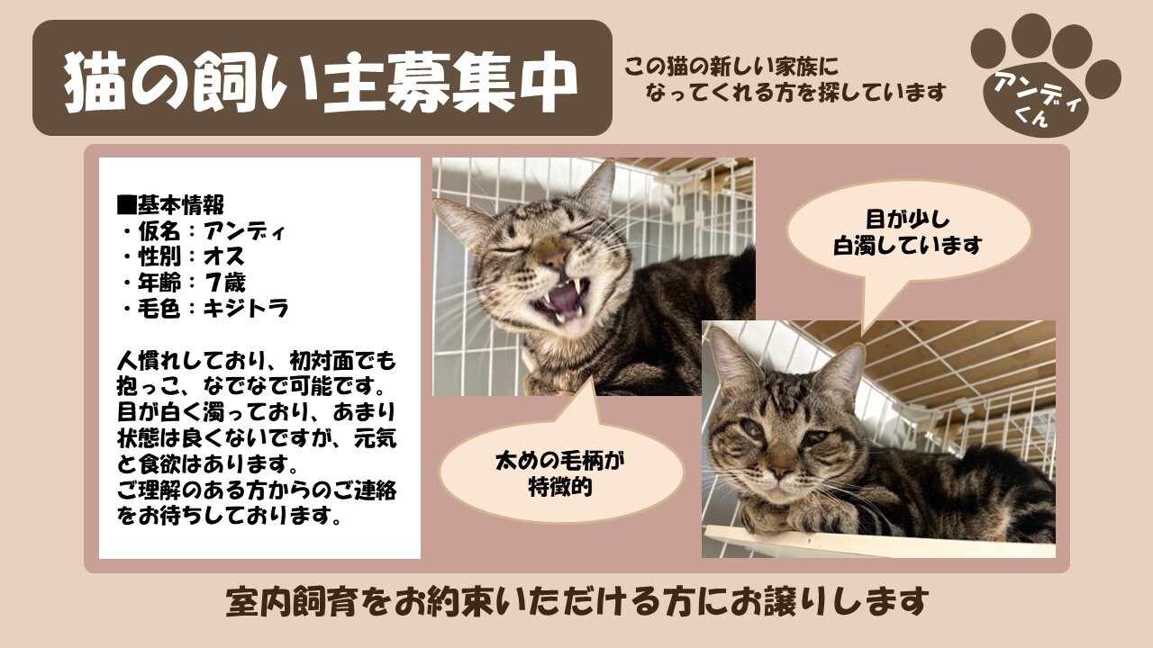 岩内猫 アンディ