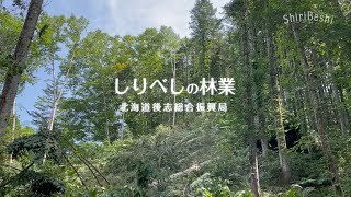 しりべしの林業サムネイル.jpg