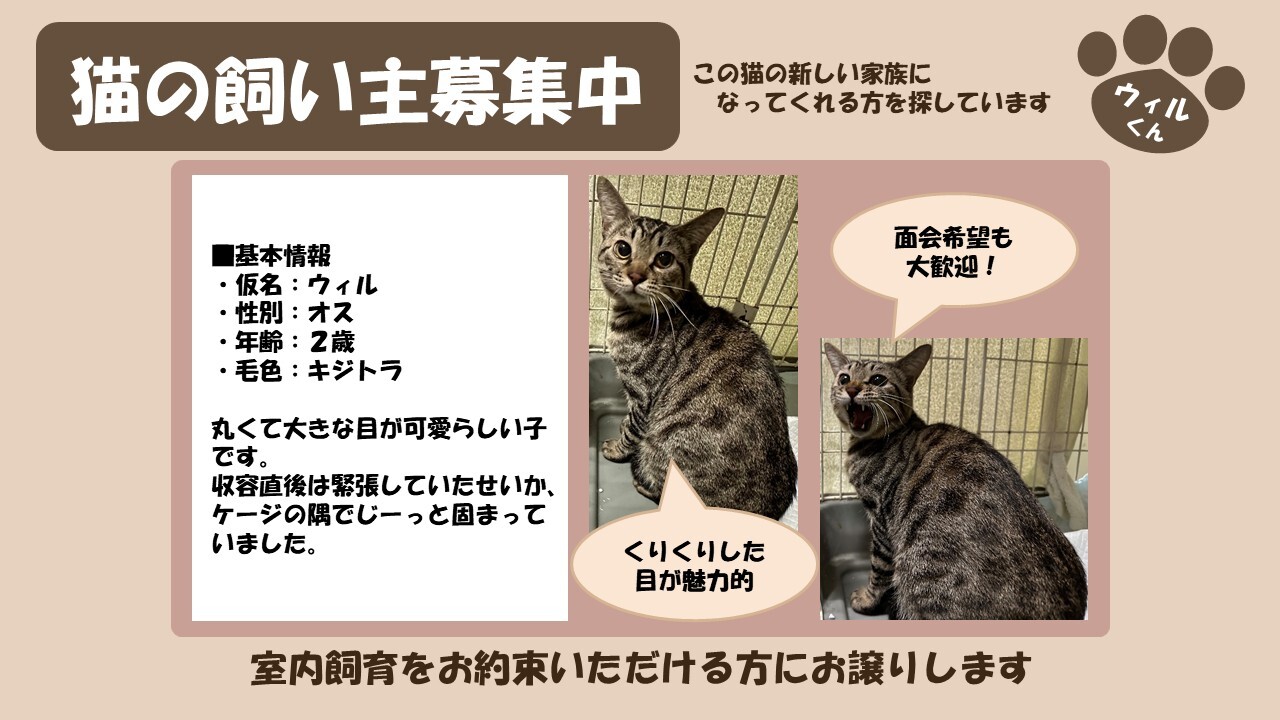 岩内猫 ウィル