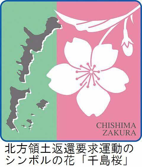 chisimazakura.jpg
