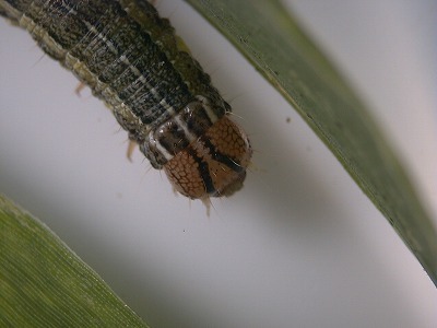 幼虫の頭部拡大　八の字型の模様が特徴（終齢幼虫体長　35～40mm)