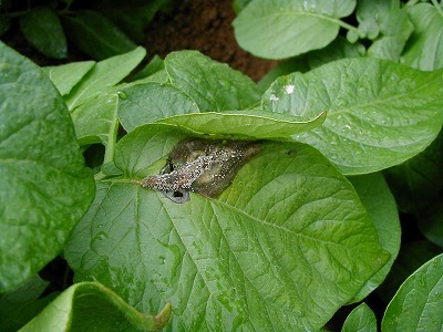 灰色かび病(Botrytis cinerea)