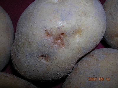 紅色斑点病(setophoma terrestris)