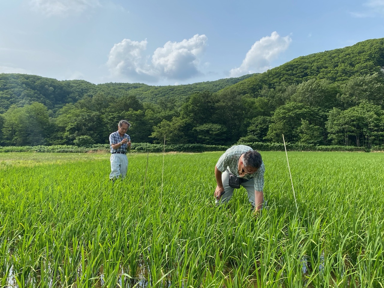 作況調査（水稲）