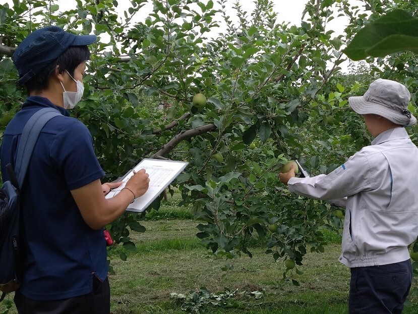 作況調査