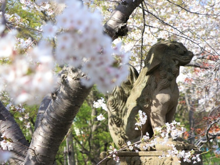 壽都神社_桜3.JPG