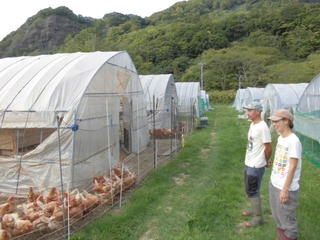 にわとりの放飼場